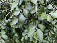 Maytenus peduncularis