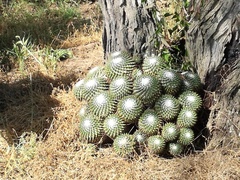 Mammillaria scrippsiana