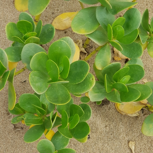 coastal inkberry