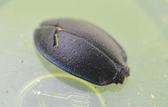 Carabus convexus