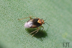 Agaveocoris
