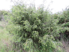 Juniperus