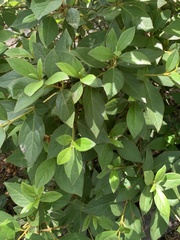 Magnoliopsida