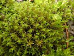 Hydrogonium croceum