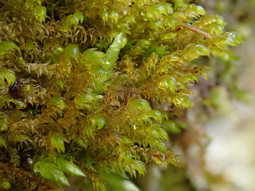 Image of Hygrohypnum luridum by (c) Christian Berg, some rights reserved (CC BY)
