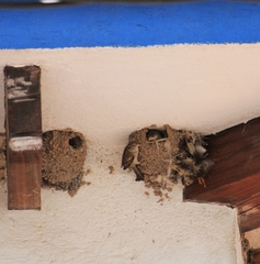 Passer domesticus