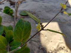 Cynanchum natalitium