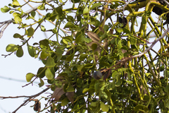 Phoradendron macrophyllum macrophyllum