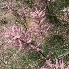 Tamarix chinensis