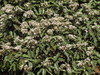 Olearia ilicifolia - Photo (c) John Barkla, algunos derechos reservados (CC BY), subido por John Barkla