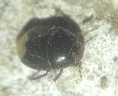 Microporus