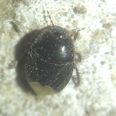 Microporus
