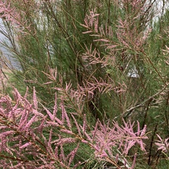 Tamarix chinensis