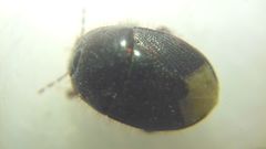 Microporus