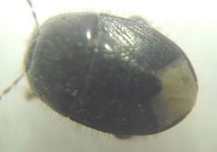 Microporus