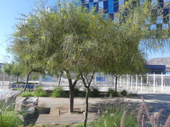 Parkinsonia aculeata