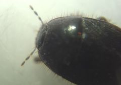 Microporus