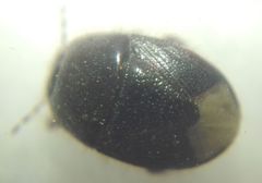 Microporus