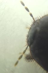 Microporus