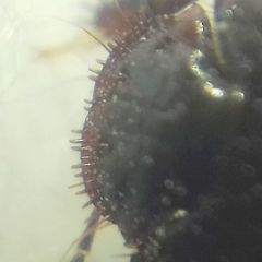 Microporus