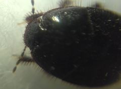 Microporus