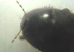 Microporus