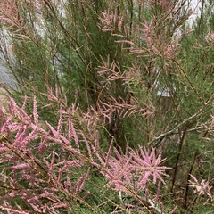 Tamarix chinensis