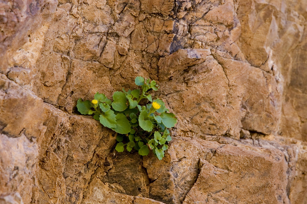 Organ Mountain Rockdaisy