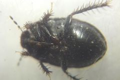 Microporus