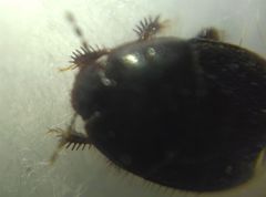 Microporus