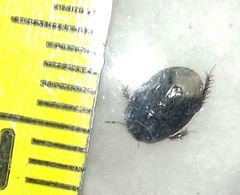 Microporus
