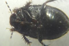 Microporus