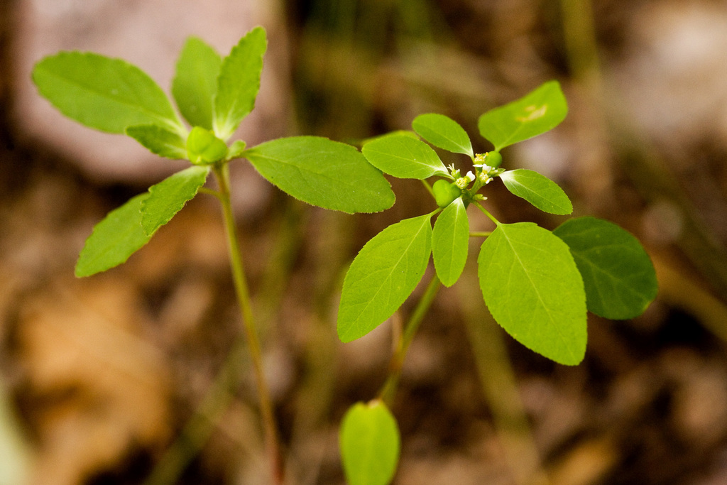forked spurge