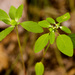 Euphorbia bifurcata - Photo Ningún derecho reservado