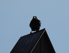 Corvus corone