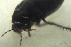 Microporus