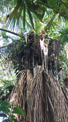 Mauritia flexuosa