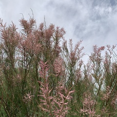 Tamarix chinensis