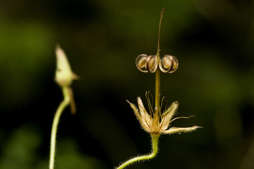 Geranium dodecatheoides (Geranium dodecatheoides)