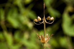 Geranium dodecatheoides