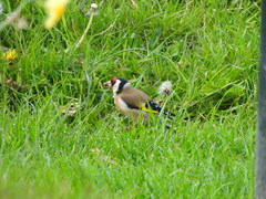 Carduelis carduelis