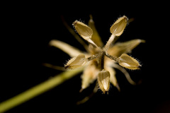 Geranium dodecatheoides
