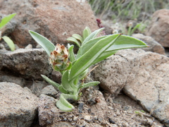 Plantago amplexicaulis