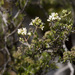 Arcytophyllum fasciculatum - Photo no hay derechos reservados
