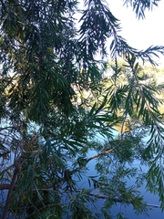 Melaleuca viminalis viminalis