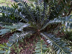Encephalartos ferox