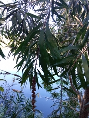 Melaleuca viminalis viminalis