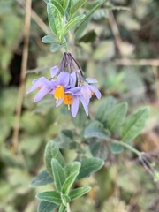 Solanum valdiviense