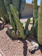 Cereus forbesii