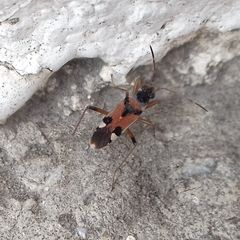 Beosus quadripunctatus